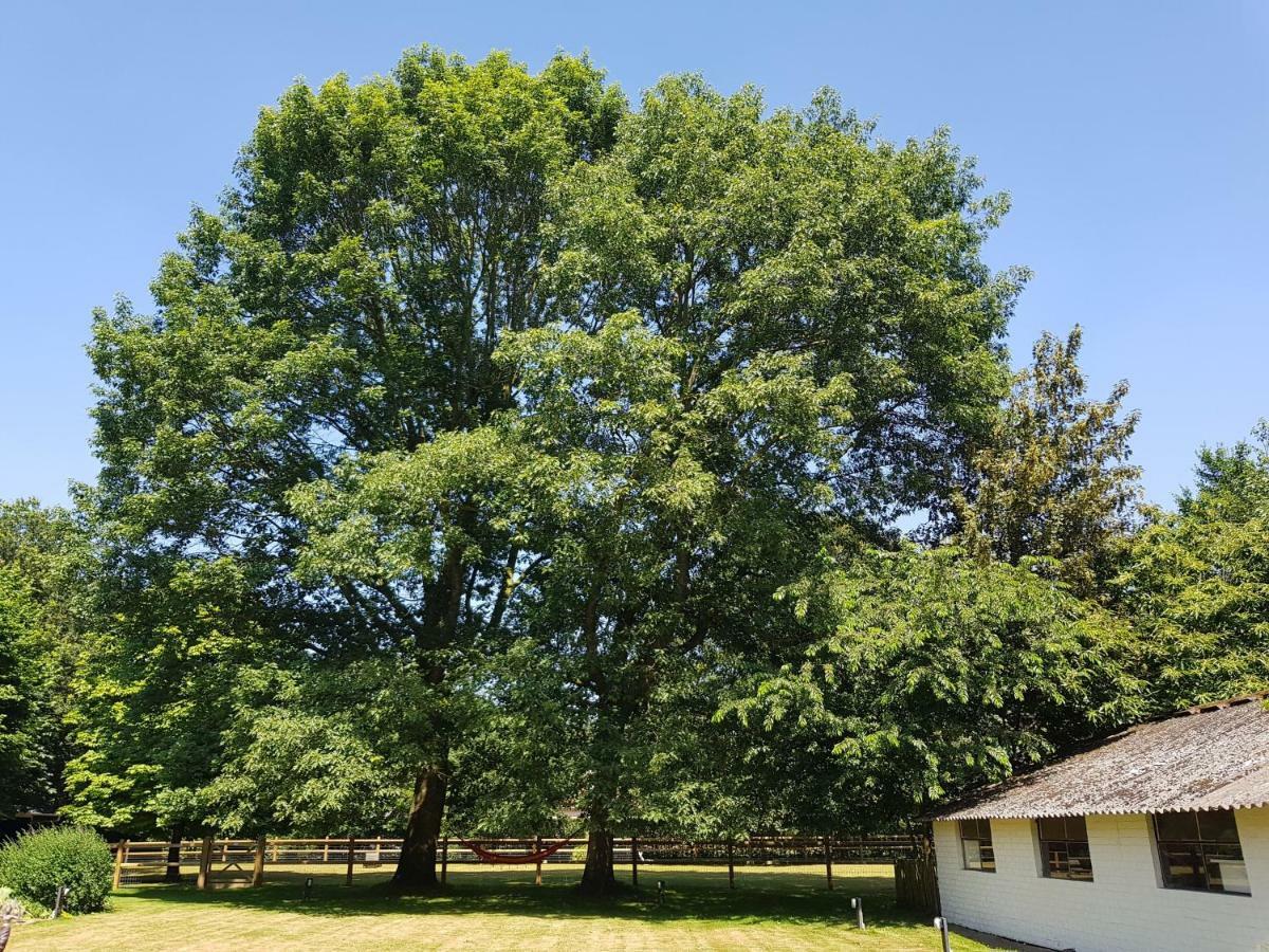The Two Oaks - Private Garden For Guests Vila Hertsberge Exterior foto